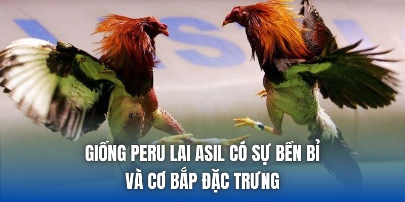 Giống Peru lai Asil có sự bền bỉ và cơ bắp đặc trưng