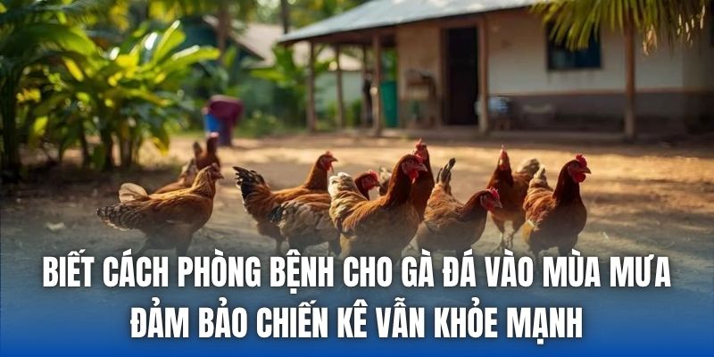 Biết cách phòng bệnh cho gà đá vào mùa mưa đảm bảo chiến kê vẫn khỏe mạnh