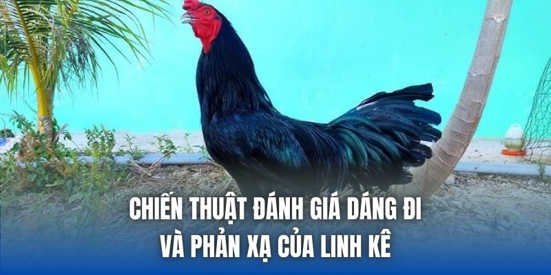 Chiến thuật đánh giá dáng đi và phản xạ của linh kê