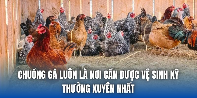 Chuồng gà luôn là nơi cần được vệ sinh kỹ, thường xuyên nhất