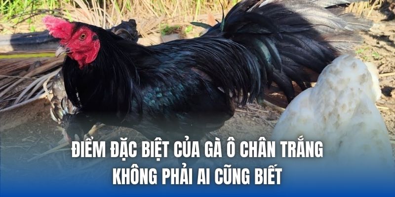 Điểm đặc biệt của gà ô chân trắng không phải ai cũng biết