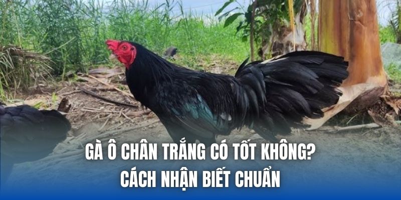 Gà Ô Chân Trắng Có Tốt Không? Cách Nhận Biết Chuẩn