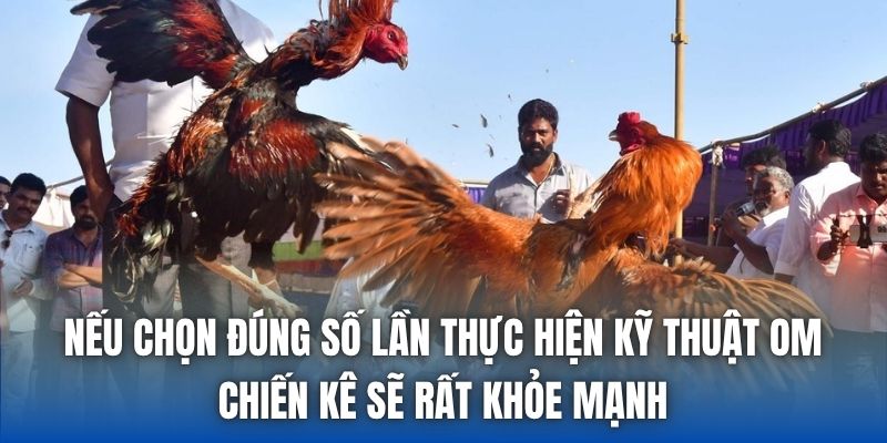 Nếu chọn đúng số lần thực hiện kỹ thuật om, chiến kê sẽ rất khỏe mạnh