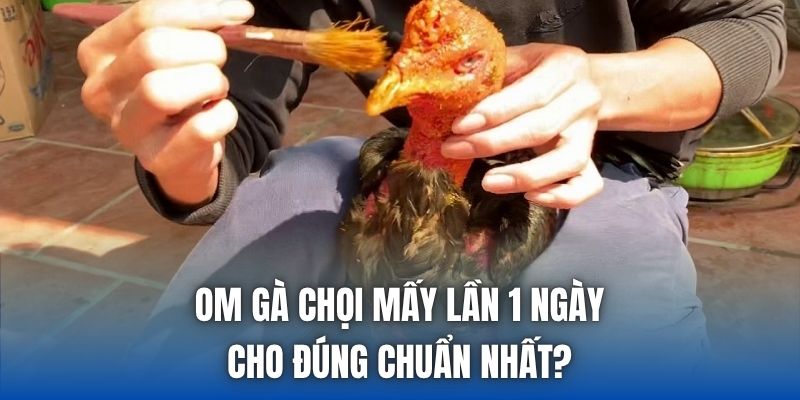 Om Gà Chọi Mấy Lần 1 Ngày Cho Đúng Chuẩn Nhất?
