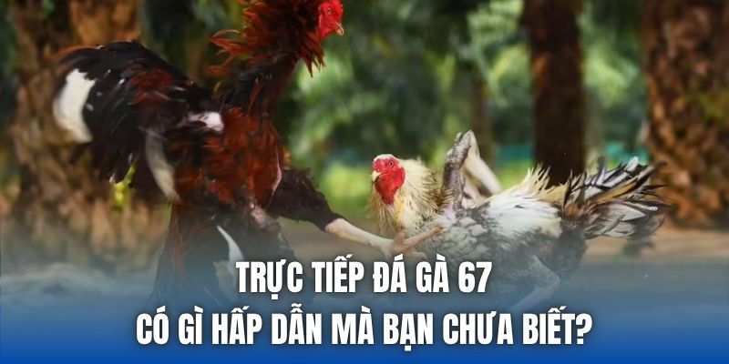 Trực Tiếp Đá Gà 67 Có Gì Hấp Dẫn Mà Bạn Chưa Biết?