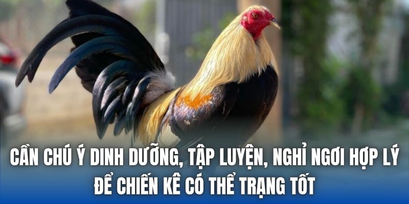 Cần chú ý dinh dưỡng, tập luyện, nghỉ ngơi hợp lý để chiến kê có thể trạng tốt