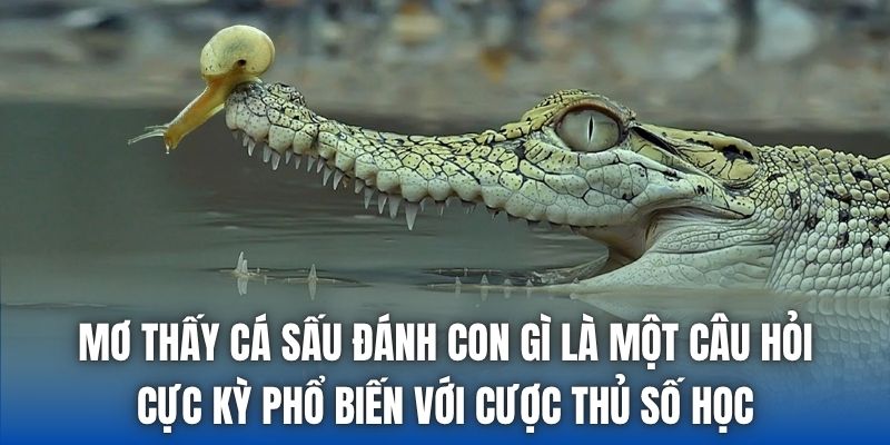 Mơ thấy cá sấu đánh con gì là một câu hỏi cực kỳ phổ biến với cược thủ số học
