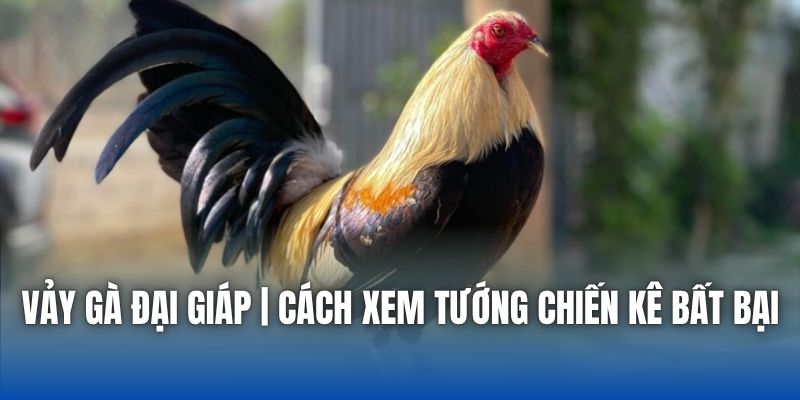 Vảy Gà Đại Giáp | Cách Xem Tướng Chiến Kê Bất Bại